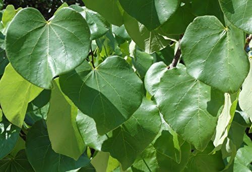 Eastern Redbud - Purple Flowering Tree - Live Plant Shipped 3 to 4 Feet Tall by DAS Farms - Image 5