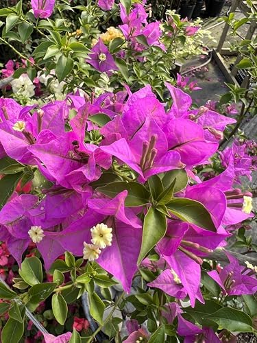 Purple 16" Bougainvillea - Image 2