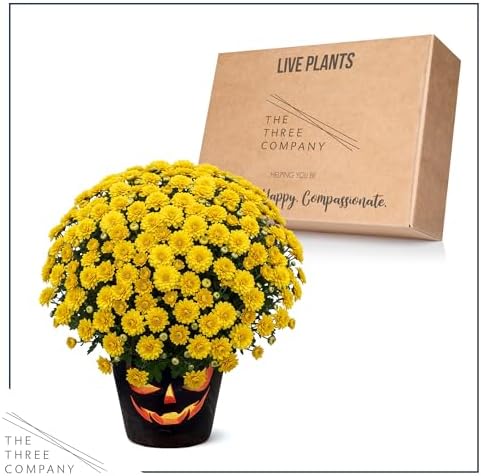 Chrysanthemum (Jack O' Lantern Deco Pot), Yellow Blooms, Live Fall Flowering Perennial, 15" Tall by 12" Wide in 3 Qt Pot - Image 6