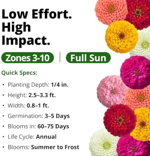 HOME GROWN Oklahoma Zinnia Seeds, 100 Seeds, Zinnia elegans - Image 3