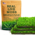 LuckyRunes Live Hypnum Moss 3-Pack 3.5x7in for Terrariums & Plant Decor by LUCKYRUNES
