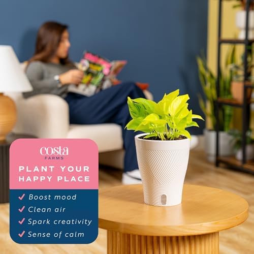 Costa Farms Champs Élysées Pothos, Live Indoor Plant, Trailing Vine - Image 5