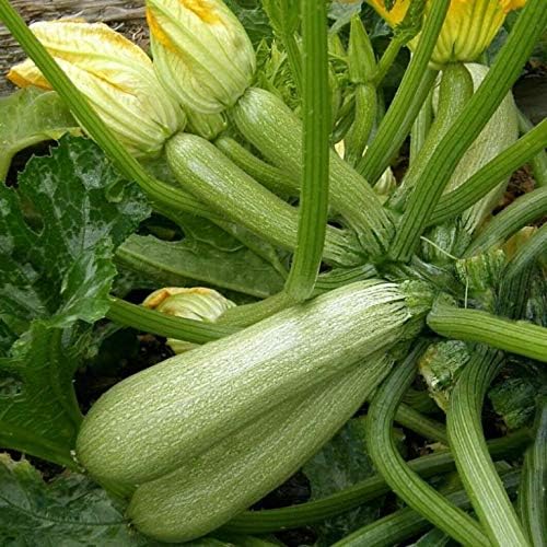 Seeds Zucchini Courgette Squash Bush Type 36 Days Heirloom Vegetable for Planting Non GMO - Image 5