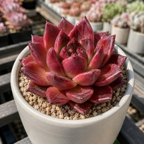 Echeveria 'Daredevil' Live Succulent Plant 3-3.5 Inch, Rare Rosette Succulent Bare Root No Pot, Easy to Grow Decorative Plant for Indoor Planters, Patio Displays, Botanical Collections - Image 4