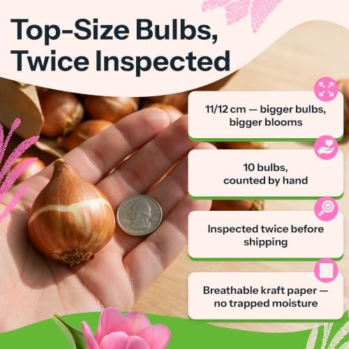 10 Pink Tulip Flower Bulbs Triumph Tom Pouce Tulipa Non GMO - Image 3