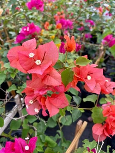 Orange 16" Bougainvillea - Image 3