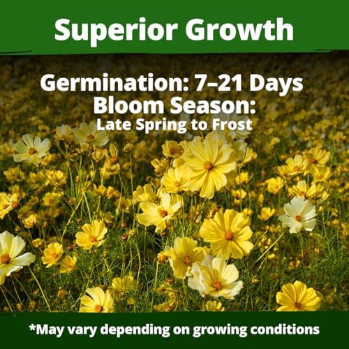 HOME GROWN Cosmos Seeds, Dwarf Lemon, 300 Seeds, Cosmos sulphureus - Image 3