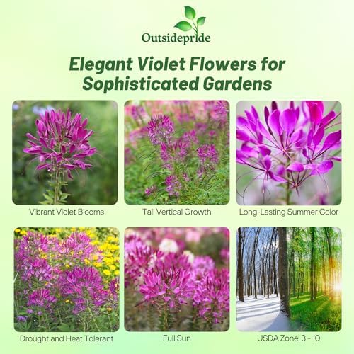 Outsidepride Violet Cleome Seeds - 2000 Pcs Annual Flower Seeds with Large, Airy, Spidery Blooms, Drought Tolerant Spider Plant for Xeriscaping, Flower Bed, Border, Pollinator, & Cut Flower Garden - Image 2