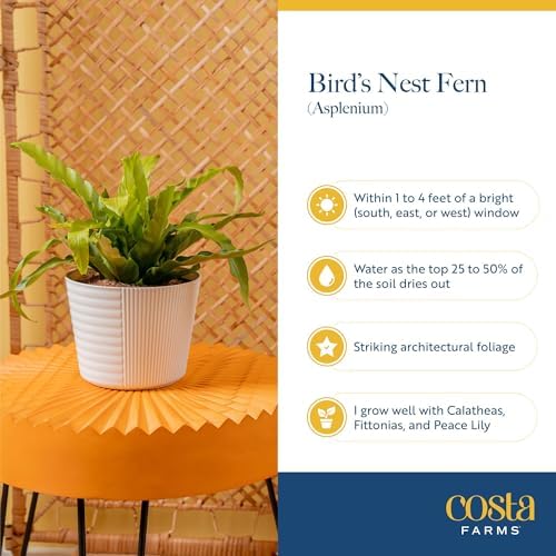 Costa Farms Bird's Nest Fern, Live Indoor Plant, Easy Care, Home Decor - Image 6