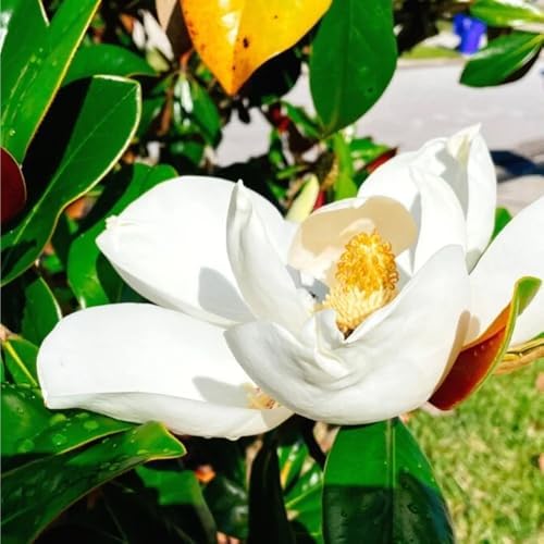 10+ Perennial Mix Magnolia Flower Seeds for Planting Outdoors -Magnolia Trees Plants Seed Ornamental Fragrant Tree Garden,Non-GMO Heirloom for Home Outdoor Garden - Image 6