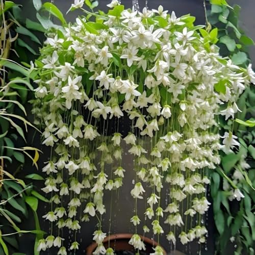 Climbing Jasmine Seeds for Planting 100pcs Fragrant Flowering Vine Fast-Growing for Fences, Trellises & Garden Landscaping by BuggyBeds