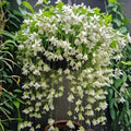 Climbing Jasmine Seeds for Planting 100pcs Fragrant Flowering Vine Fast-Growing for Fences, Trellises & Garden Landscaping by BuggyBeds