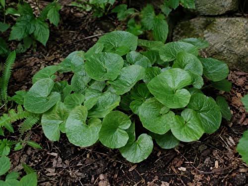 5 Wild Ginger Plants Bare Root Native Perennial Asarum Canadense (5 Roots) - Image 5