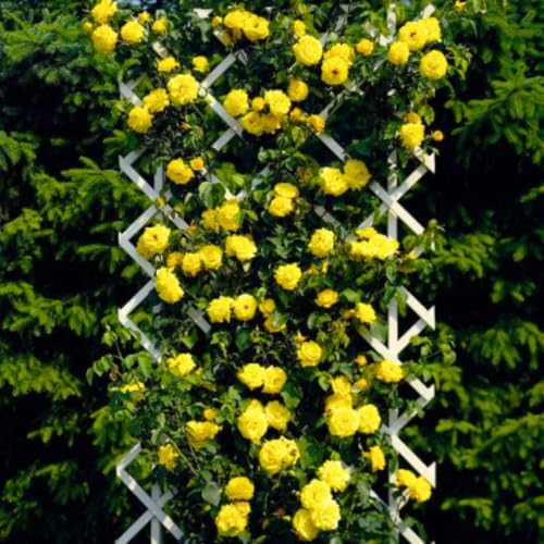 Climbing Rose Plant Live, Ready to Plant Rose, 5-9 Inch Tall - Image 2
