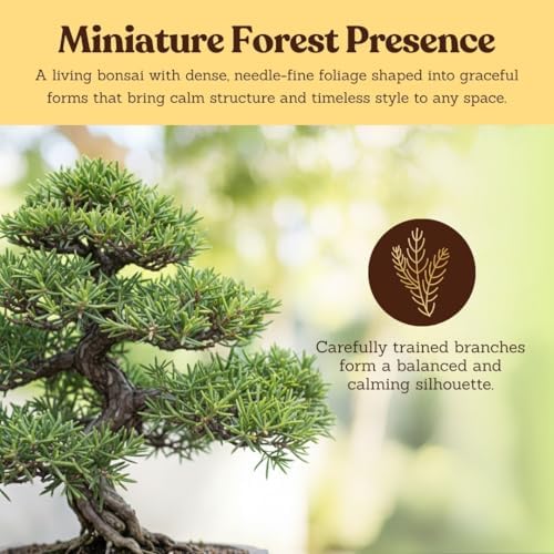 Green Mound Juniper Live, Juniperus Procumbens Nana, 2-Inch Pot, 2-Pack - Image 7