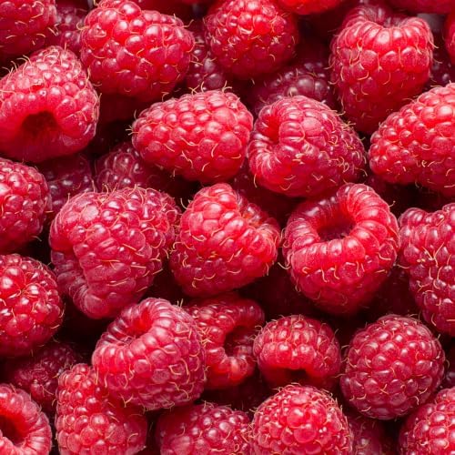 Red Raspberry Plant Live in 4" Pot - Edible Berry Bush Starter Plant - Image 4