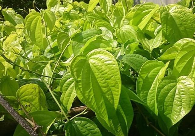 Paan Vine Piper Betel Plant Climbing Betel Vines 6-12 Inch Tall 4 Inch Pot, No Ship CA - Image 3