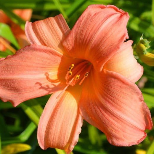 Votaniki Hemerocallis ‘Hall’s Pink’ (Daylily) — Hardy Perennial Flowering Daylily Bare Root for Planting | Easy to Grow Pink Daylily for Garden Beds & Borders (5 Pack) by Votaniki