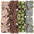 Altman Plants Deluxe Live Succulents (12 Pack), 6 Unique Varieties in Sets of 2, Assorted Colors & Shapes, Easy Plant Care, 2 in Pots by AltmanPlants