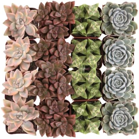 Altman Plants Deluxe Live Succulents (12 Pack), 6 Unique Varieties in Sets of 2, Assorted Colors & Shapes, Easy Plant Care, 2 in Pots by AltmanPlants