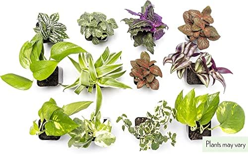 Altman Plants Live Houseplants (6PK), Indoor Plants for Delivery Prime, Live Plants and Gardening Gifts for Plant Lovers, Planters for Indoor Plants with Potting Soil, Live House Plants Indoors Live - Image 6