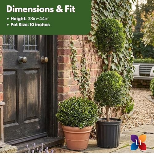 Eugenia Myrtifolia 2-Ball Topiary Live Plant, 38–44 inches Tall in 10-inch Plant Pot, Sculpted Evergreen Indoor Outdoor Tree for Elegant Patio, Entryway and Office Decor by United Nursery - Image 3