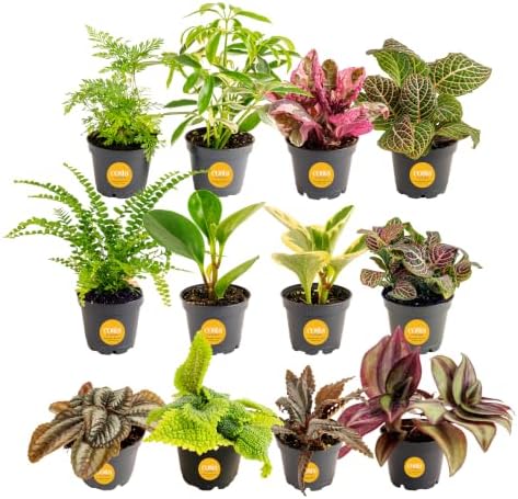 Costa Farms Mini Plants, Live Indoor Plant, Easy Care, Home Decor by Unknown