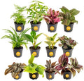 Costa Farms Mini Plants, Live Indoor Plant, Easy Care, Home Decor by Unknown