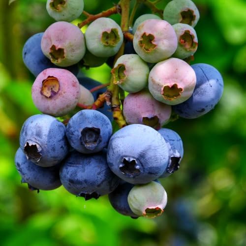 200pcs Dwarf Bonsai Blueberry Trees Seeds for Planting, Perennial Organic Sweet Gaint Blueberry Fruits Seeds, Non-GMO Heirloom Hummingbird Vine Pots Fruits Plants for Home Garden - Image 4