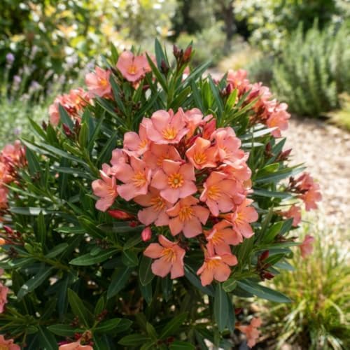 Dwarf Salmon Oleander Live Plant, 5-7 Inches Tall, Outdoor Flowering Shrub - Image 3