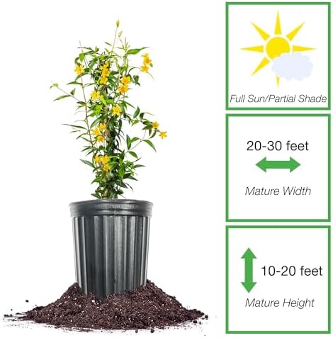 Perfect Plants Yellow Carolina Jasmine, 1 Gallon, Live Plant Vine - Image 2