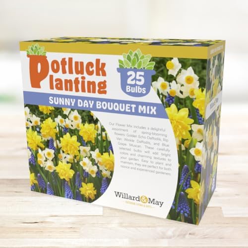 All-in-One Flower Garden Kit - 25 Flower Bulbs Per Box - Potluck Planting Sunny Day Bouquet Mix - Daffodil and Muscari Mix - Fragrant - Naturalizing - Live Outdoor Garden - Easy to Plant Flowers - Image 5