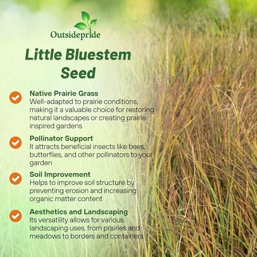 Outsidepride Perennial Little Bluestem Grass Seed - 5 lbs. Warm Season, Drought Resistant, Long-Lived Native Prairie Grass Seed, Ideal for Erosion Control, Ornamental Landscaping & Wildlife Gardens - Image 4