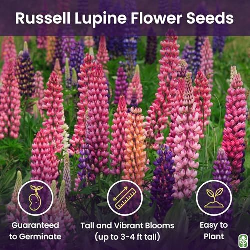 Marde Ross & Company Russell Lupine Seeds, 100 Mixed - Image 2
