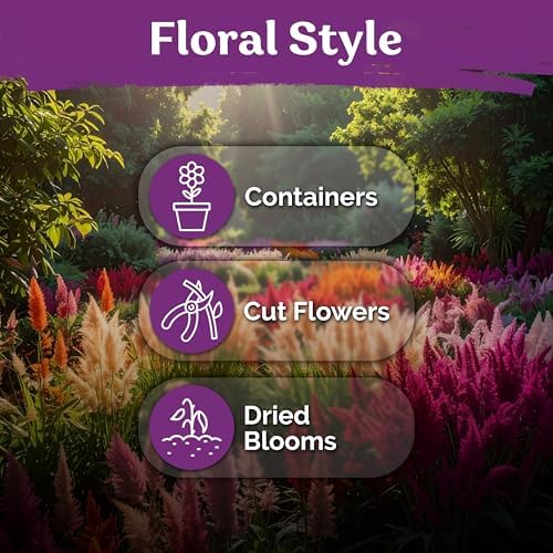 500 Mixed Pampas Plume Heirloom Flower Seeds for Planting, Celosia Plumosa - Image 6