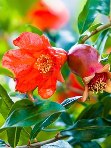 Parfianka Pomegranate Tree, Fruit Bearing, Hardy, 7 gal Nursery Pot, 3-4 ft Tree Height (Due to Agricultural Laws, we Cannot Ship to CA, AZ, AK, or HI) - Image 3