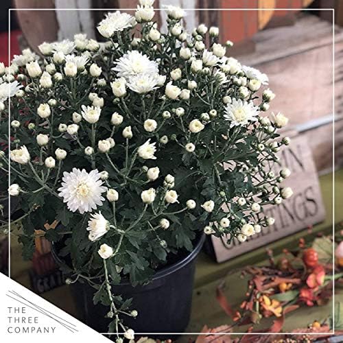 Chrysanthemum (2 Pack) - White Blooms, Live Fall Flowering Perennial, 13" Tall by 12" Wide in 3 Qt Pot - Image 6