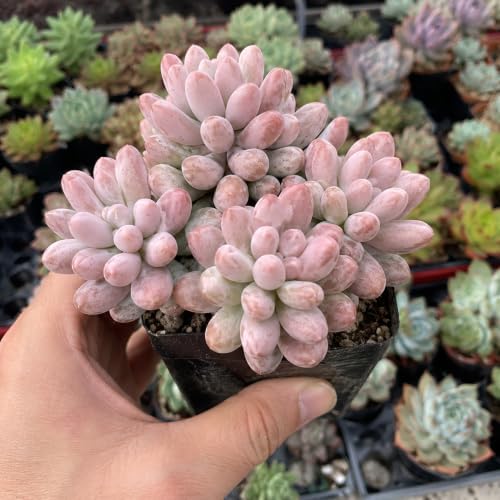 Pachyphytum 'Baby Finger' Live Succulent Plant 3-3.5 Inch Multi-Head Cluster, Rare Succulent Bare Root No Pot, Low Maintenance Houseplant for Indoor Outdoor Planters, Home Garden Collection - Image 4