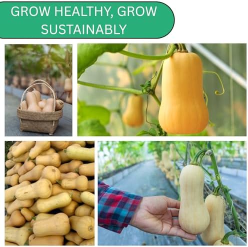 Waltham Butternut Squash Seeds for Planting, 100+ Heirloom Non-GMO Seeds - Image 5