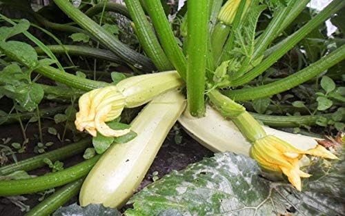 Seeds Zucchini Bush Type White Heirloom Vegetable Non GMO - Image 2