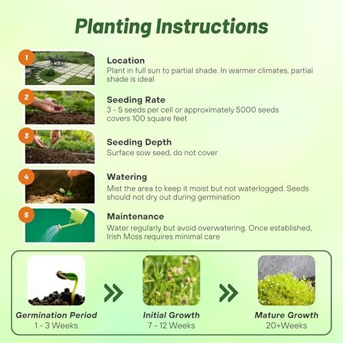 Outsidepride Irish Moss Ground Cover Seeds - 10000 Pcs Perennial Low Growing, Mat-Forming Lawn Alternative, Outdoor Ground Cover Seeds with Shade Tolerance, Ideal for Pathways and Rock Gardens - Image 4