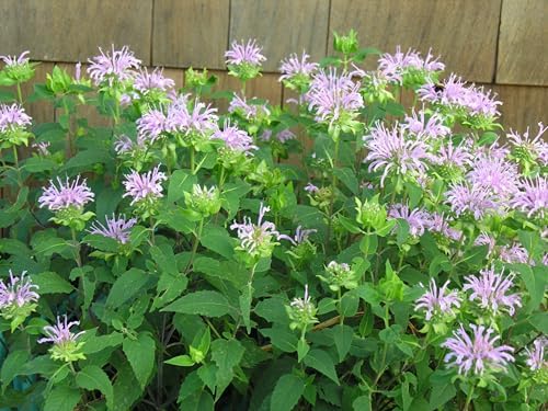 Set of 4 Live Flowering Bee Balm Plants – Vivid Pink Color - Monarda 'Bubblegum Blast' – Bright Pink Blooms – Attracts Butterflies & Bees – 4 Live Plug Plants (~4” Tall) NOT Potted – Perennial - Image 3