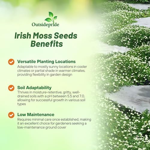 Outsidepride Irish Moss Ground Cover Seeds - 10000 Pcs Perennial Low Growing, Mat-Forming Lawn Alternative, Outdoor Ground Cover Seeds with Shade Tolerance, Ideal for Pathways and Rock Gardens - Image 3