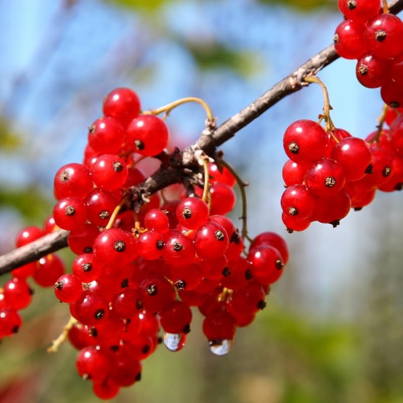 Red Currant Live Plant for Planting, Berry Fruit Bush, 5-9 Inch Tall - Image 6