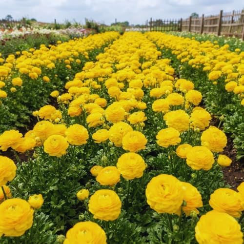 25 Yellow Ranunculus Bulbs for Fall Planting, Ranunculus Flower Spring - Image 4