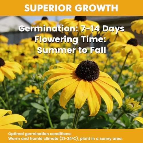 120000+ Black Eyed Susan Seeds for Planting, Heirloom Rudbeckia Hirta Wildflower Seeds for Outdoor Gardens, Pollinator Beds, Borders & Containers, Attracts Bees and Butterflies - Image 5