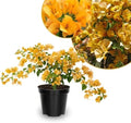 Set 2 Gold Bougainvillea Live Plant 5-7 Inch Tall by Unknown