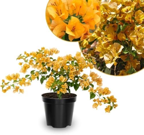 Set 2 Gold Bougainvillea Live Plant 5-7 Inch Tall by Unknown