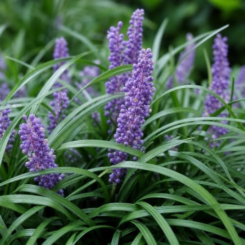 Super Blue | 3 Live Plants | Liriope Muscari | Ground Cover Plant, Ornamental Grass, Drought Tolerant, Low Maintenance, Evergreen Foliage, Purple Flower Spikes, Shade Garden Favorite, Easy to Grow - Image 3