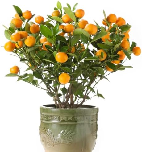 Direct Gardening Cleopatra Dwarf Mandarin Orange Tropical Citrus Starter Tree-Can't Ship to AZ,CA,FL,LA,SC or TX - Image 4